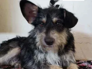 Cachorro raça Vira-lata  idade 2 anos nome Ana 