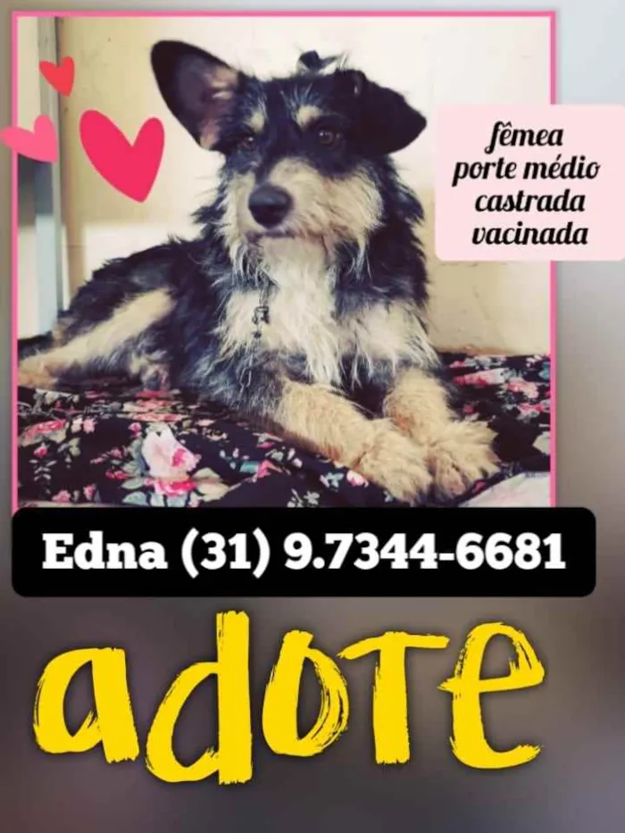 Cachorro raça Vira-lata  idade 2 anos nome Ana 