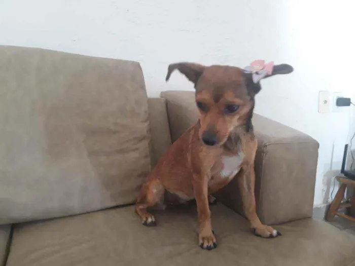 Cachorro raça Porte pequena  idade 1 ano nome Alice 
