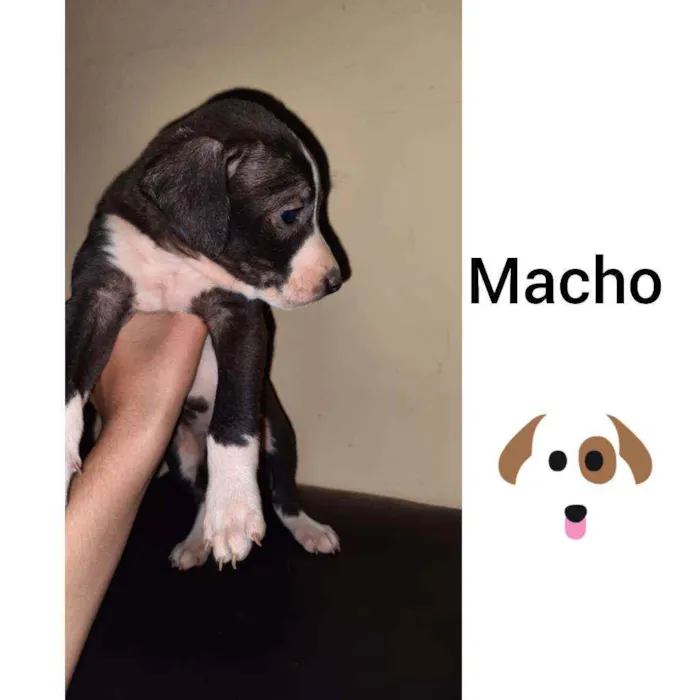 Cachorro raça Viralata  idade Abaixo de 2 meses nome Bob