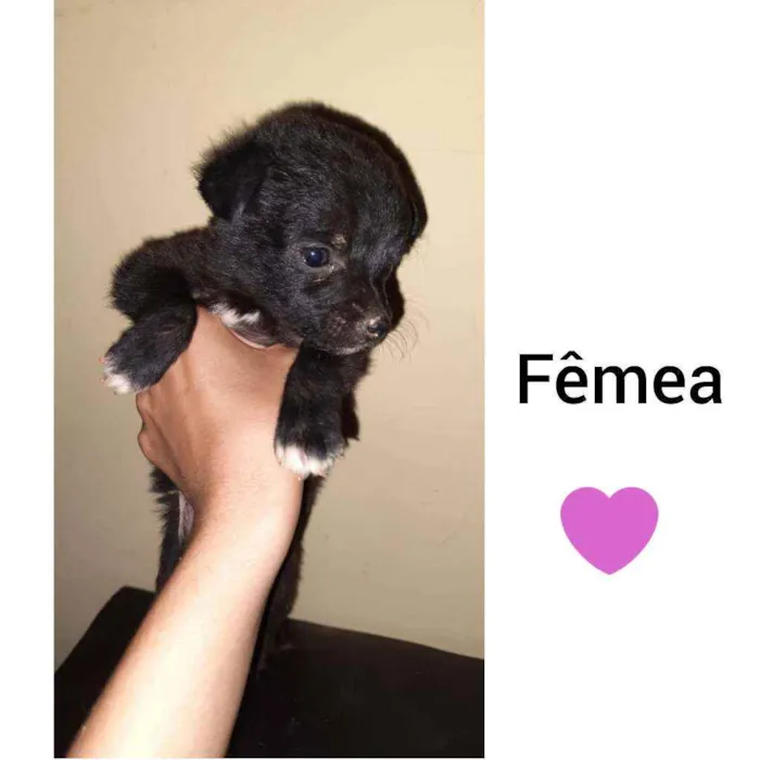 Cachorro raça Viralata  idade Abaixo de 2 meses nome Bob