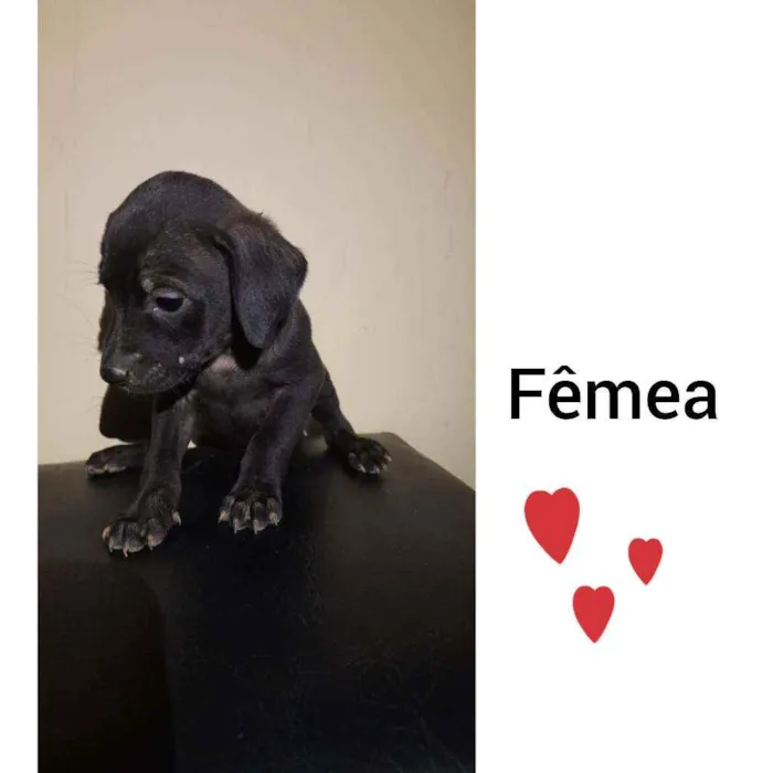 Cachorro raça Viralata  idade Abaixo de 2 meses nome Bob