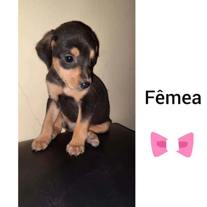 Cachorro raça Viralata  idade Abaixo de 2 meses nome Bob