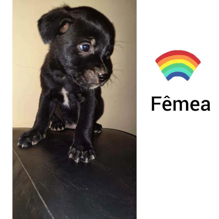 Cachorro raça Viralata  idade Abaixo de 2 meses nome Bob