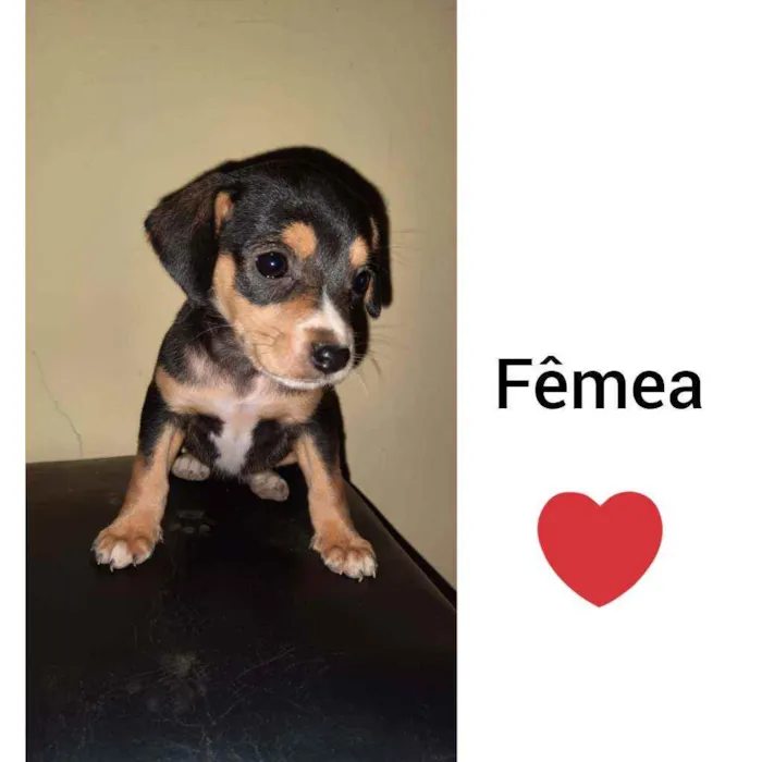 Cachorro raça Viralata  idade Abaixo de 2 meses nome Bob
