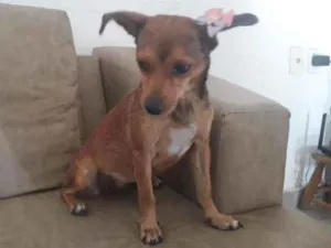 Cachorro raça Porte pequena  idade 1 ano nome Alice 