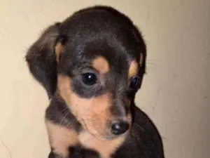 Cachorro raça Viralata  idade Abaixo de 2 meses nome Bob