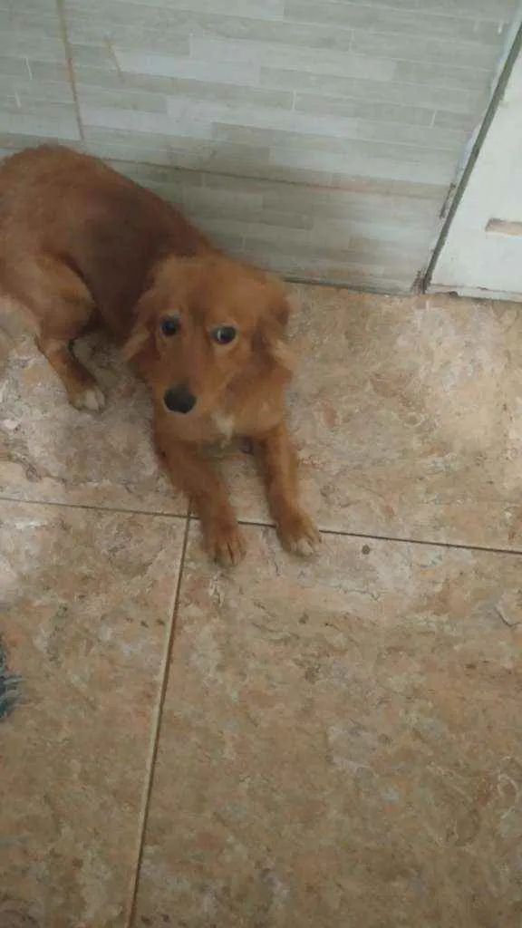 Cachorro raça Srd idade 1 ano nome Sebastiao