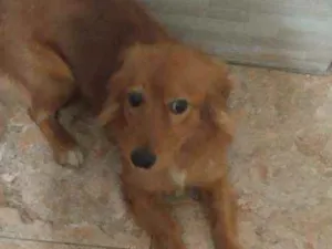 Cachorro raça Srd idade 1 ano nome Sebastiao