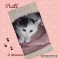 Gato raça SRD  idade Abaixo de 2 meses nome Maitê 