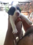 Bela