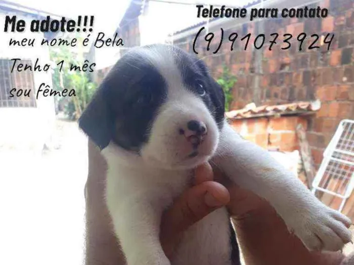 Cachorro ra a Pitbull misturado  idade Abaixo de 2 meses nome Bela