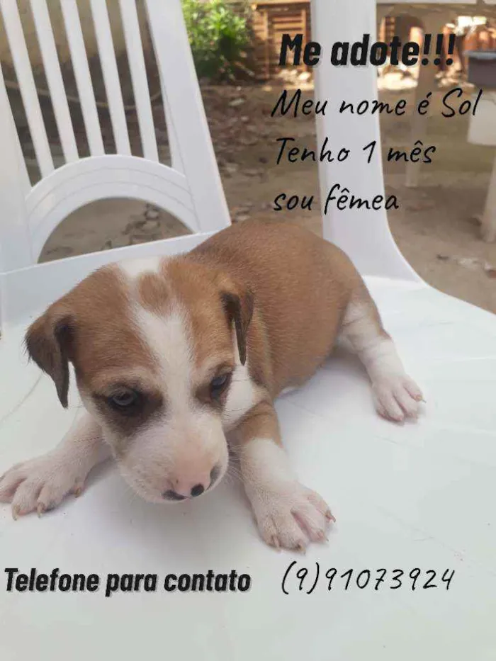 Cachorro ra a Pitbull misturado  idade Abaixo de 2 meses nome Sol