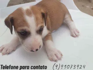 Cachorro raça Pitbull misturado  idade Abaixo de 2 meses nome Sol