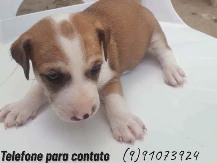 Cachorro ra a Pitbull misturado  idade Abaixo de 2 meses nome Sol