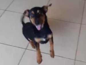 Cachorro raça Parece salsicha idade 7 a 11 meses nome Loki