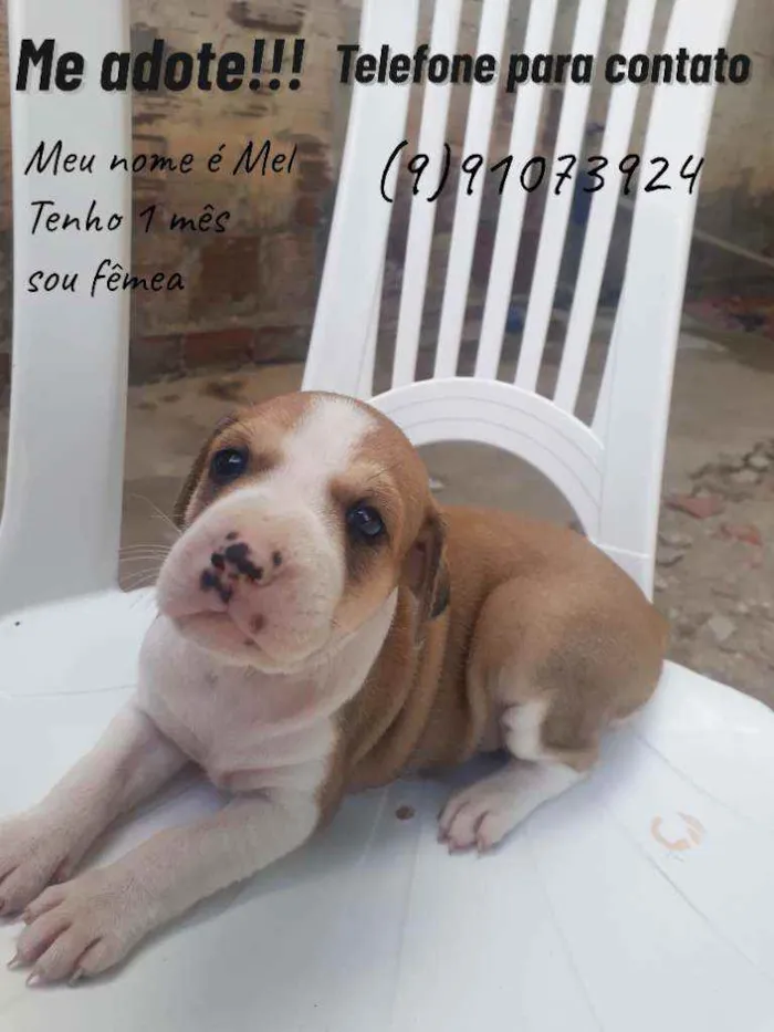Cachorro ra a Pitbull misturado  idade Abaixo de 2 meses nome Mel