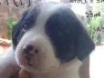 Bela