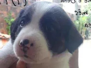 Cachorro raça Pitbull misturado  idade Abaixo de 2 meses nome Bela