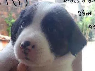 Cachorro ra a Pitbull misturado  idade Abaixo de 2 meses nome Bela