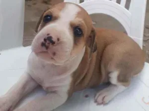 Cachorro raça Pitbull misturado  idade Abaixo de 2 meses nome Mel