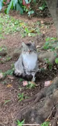 Gatinho