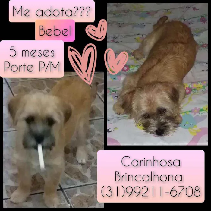Cachorro raça SRD idade 7 a 11 meses nome Bebel