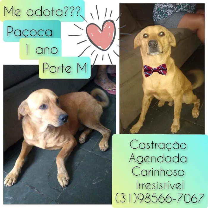 Cachorro raça SRD idade 1 ano nome Paçoca 