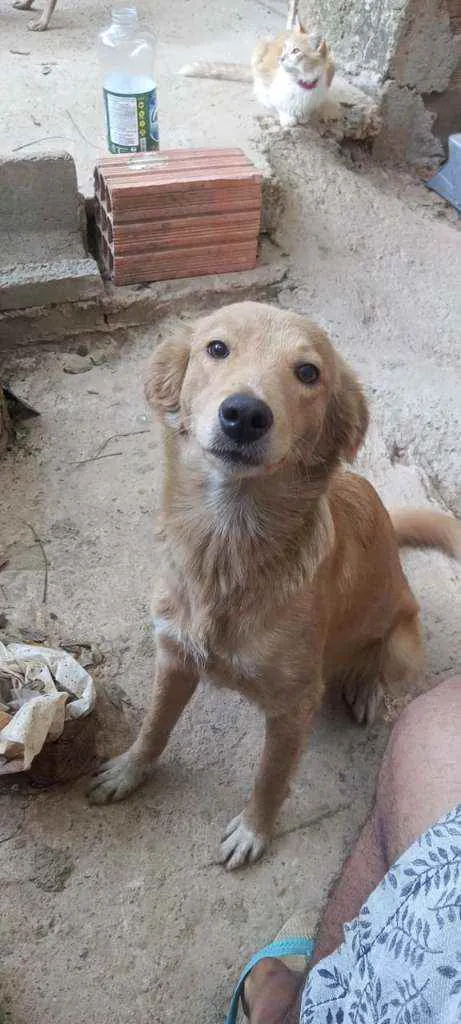 Cachorro ra a SRD idade 2 anos nome Pandora
