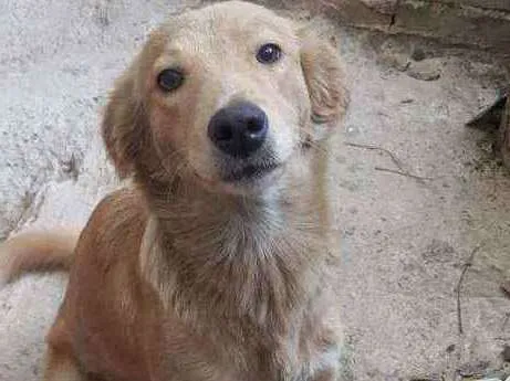 Cachorro ra a SRD idade 2 anos nome Pandora