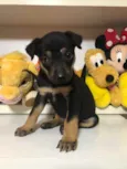 Cachorro raça SRD  idade Abaixo de 2 meses nome Sem Nome
