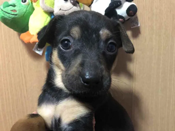 Cachorro raça SRD  idade Abaixo de 2 meses nome Sem Nome