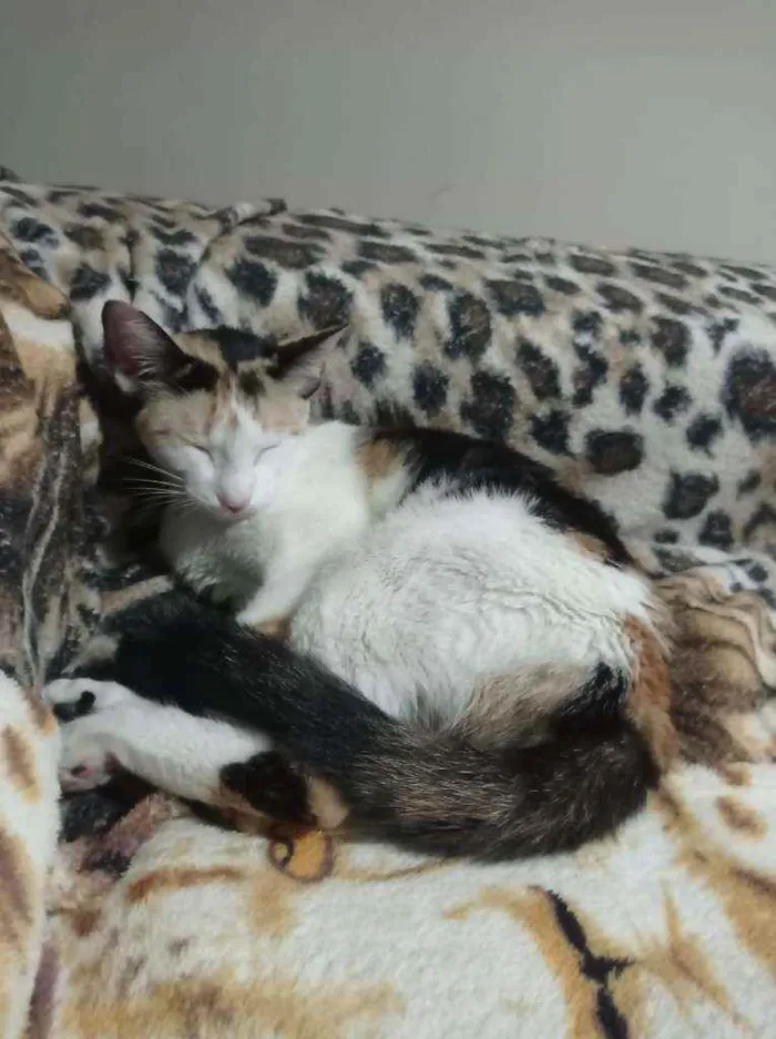 Gato ra a SRD ("vira-lata") idade 7 a 11 meses nome Athena
