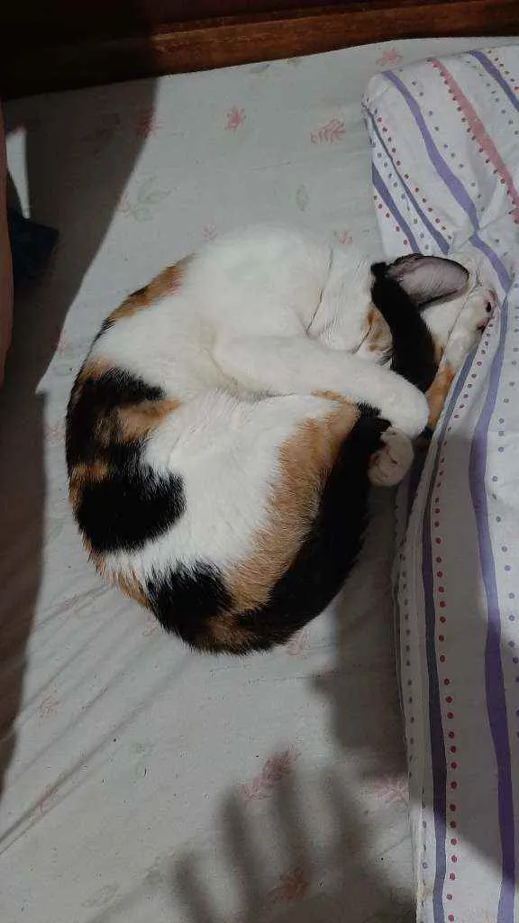 Gato ra a SRD ("vira-lata") idade 7 a 11 meses nome Athena