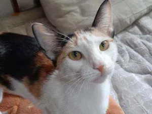 Gato raça SRD ("vira-lata") idade 7 a 11 meses nome Athena