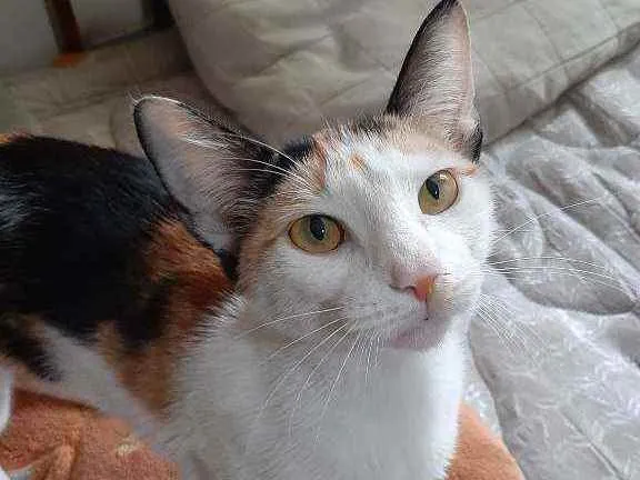 Gato ra a SRD ("vira-lata") idade 7 a 11 meses nome Athena