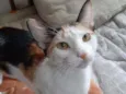 Athena