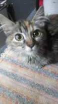 Amora