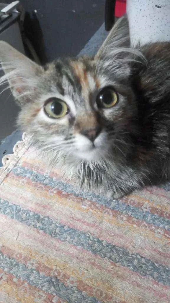 Gato ra a SRD idade 2 a 6 meses nome Amora