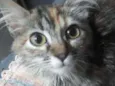 Amora