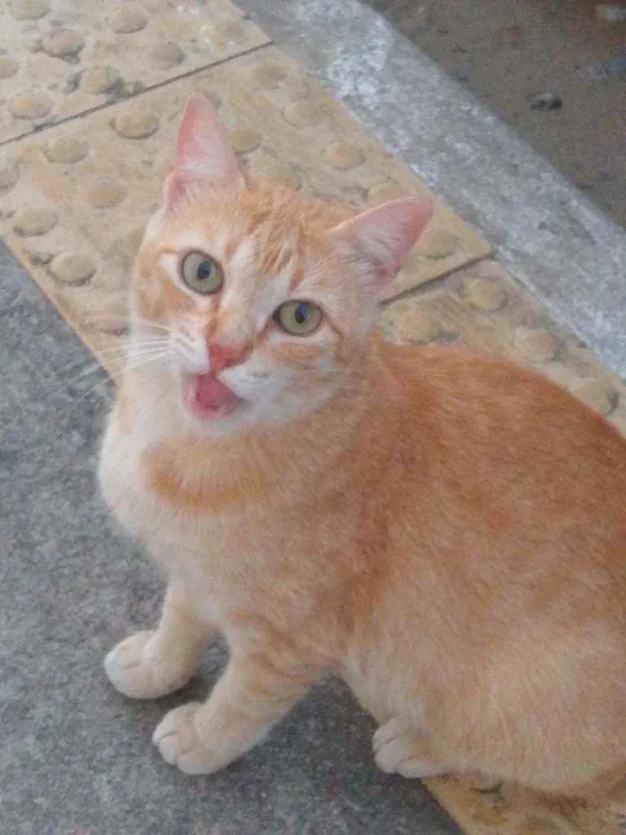 Gato raça Srd idade 7 a 11 meses nome Lourinha 
