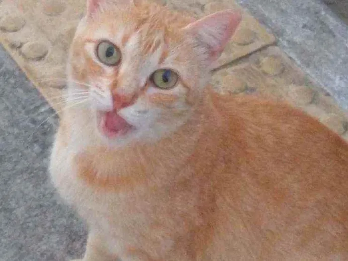 Gato raça Srd idade 7 a 11 meses nome Lourinha 