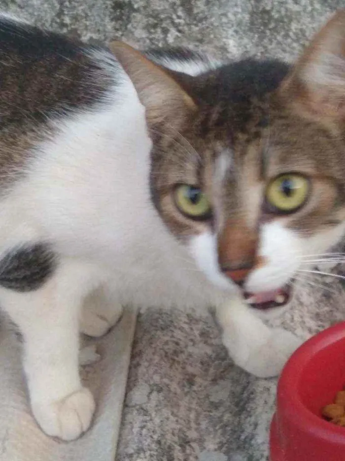 Gato raça Srd idade 2 a 6 meses nome Bia