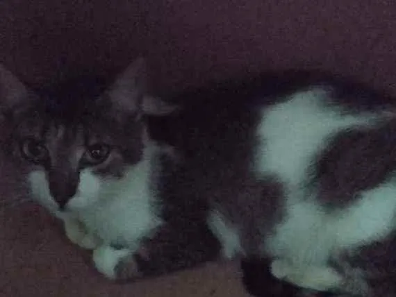 Gato raça Srd idade 2 a 6 meses nome Bia