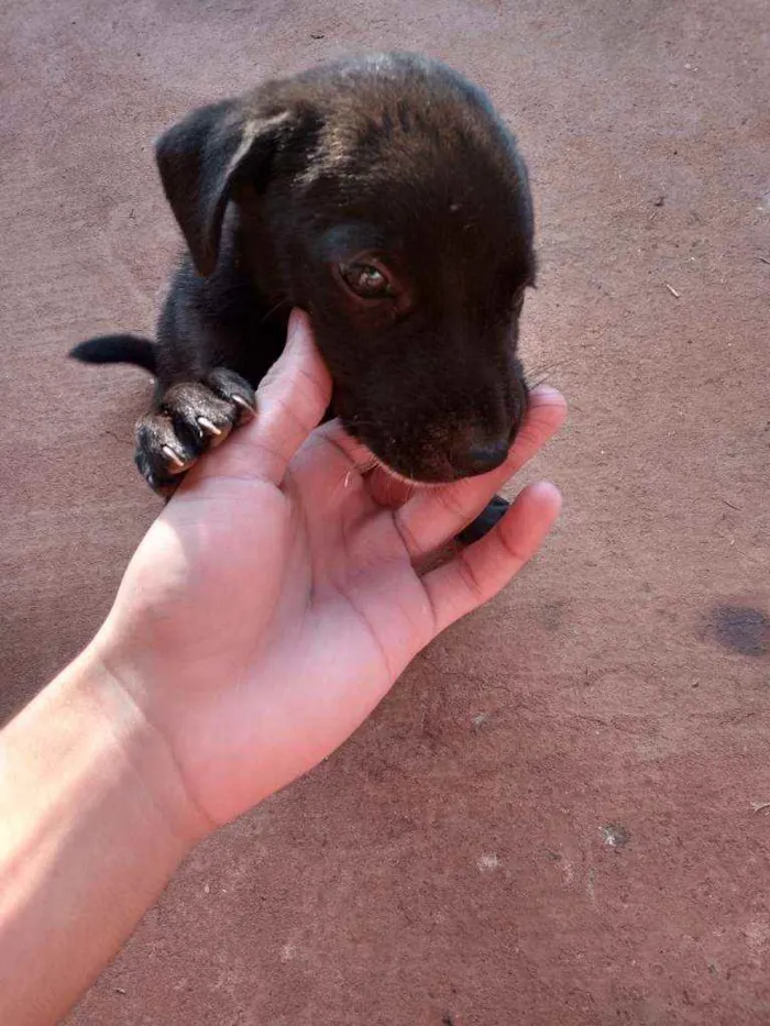 Cachorro ra a Mãe Shaw Shaw  idade Abaixo de 2 meses nome Bettoven