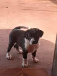 Bettoven