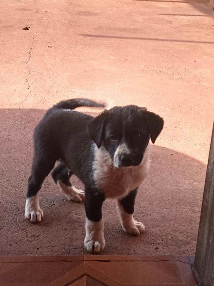 Cachorro ra a Mãe Shaw Shaw  idade Abaixo de 2 meses nome Bettoven