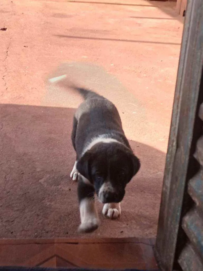 Cachorro ra a Mãe Shaw Shaw  idade Abaixo de 2 meses nome Bettoven