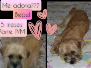 Cachorro raça SRD idade 7 a 11 meses nome Bebel