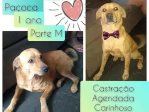 Cachorro raça SRD idade 1 ano nome Paçoca 